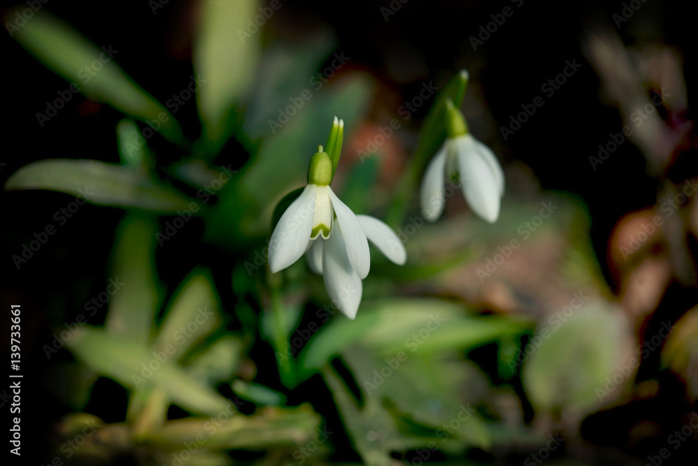 snowdrops