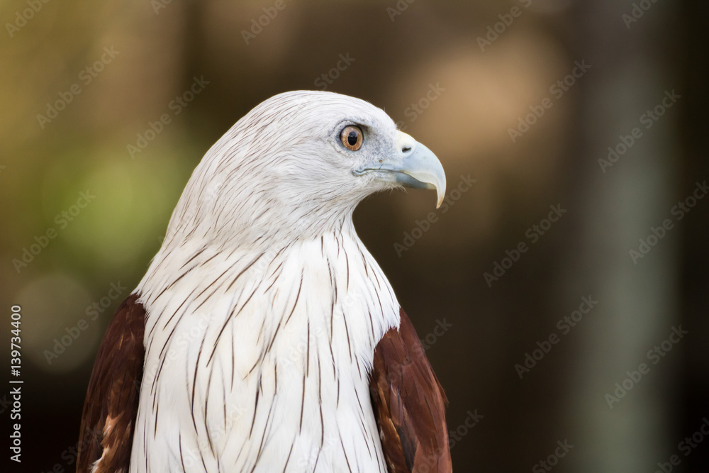 Portrait of Brahminy Kite ,Red-backed Sea Eagle Portrait of Brahminy Kite ,Red-backed Sea Eagle