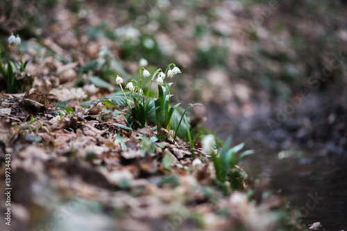 White spring snowdrops ashore forest creek, background