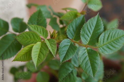 feuilles de mini rosier