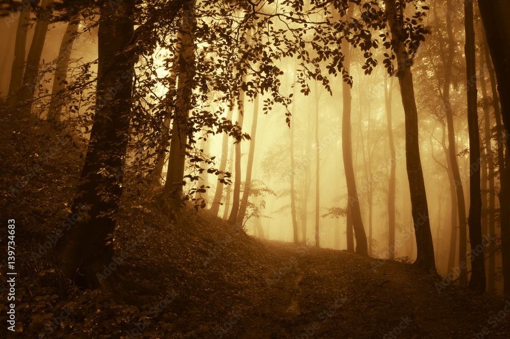 Obraz premium autumn forest landscape in sunrise light