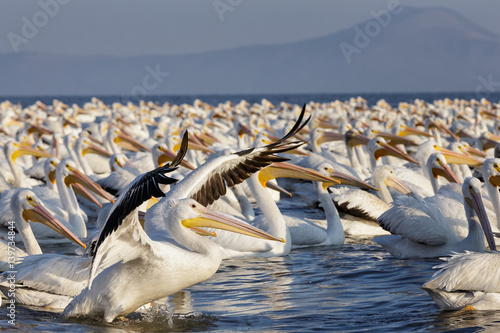 Gigantic flock of American White Pelicans swimming in formation on a lake in the wilderness