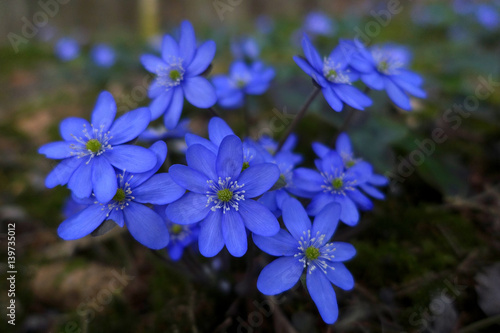 Leberblümchen
