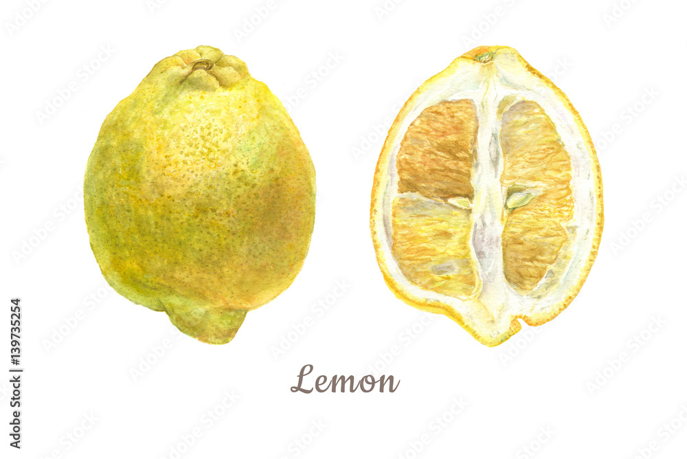 Botanical watercolor illustration of yellow lemon whole and cut isolated on white background