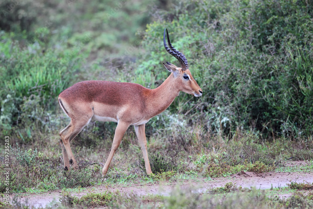 Impala-Bock (Aepyceros melampus) im Amakhala Game Reserve, Eastern Cape, Südafrika. Impala-Bock (Aepyceros melampus) im Amakhala Game Reserve, Eastern Cape, Südafrika.
