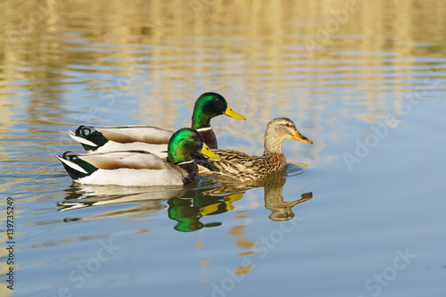 Two Drake (male) swimming on the lake for a duck (female) Mallard duck (lat. Anas platyrhynchos) is a bird of the duck family (Anatidae) detachment of waterfowl (Anseriformes).