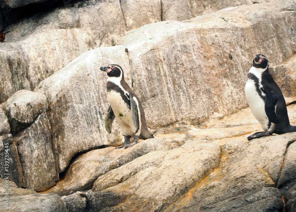 Naklejka premium Humboldt Penquins on the Rocks