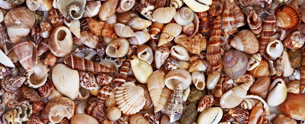 Pattern of cute beautiful colorful seashells on beach