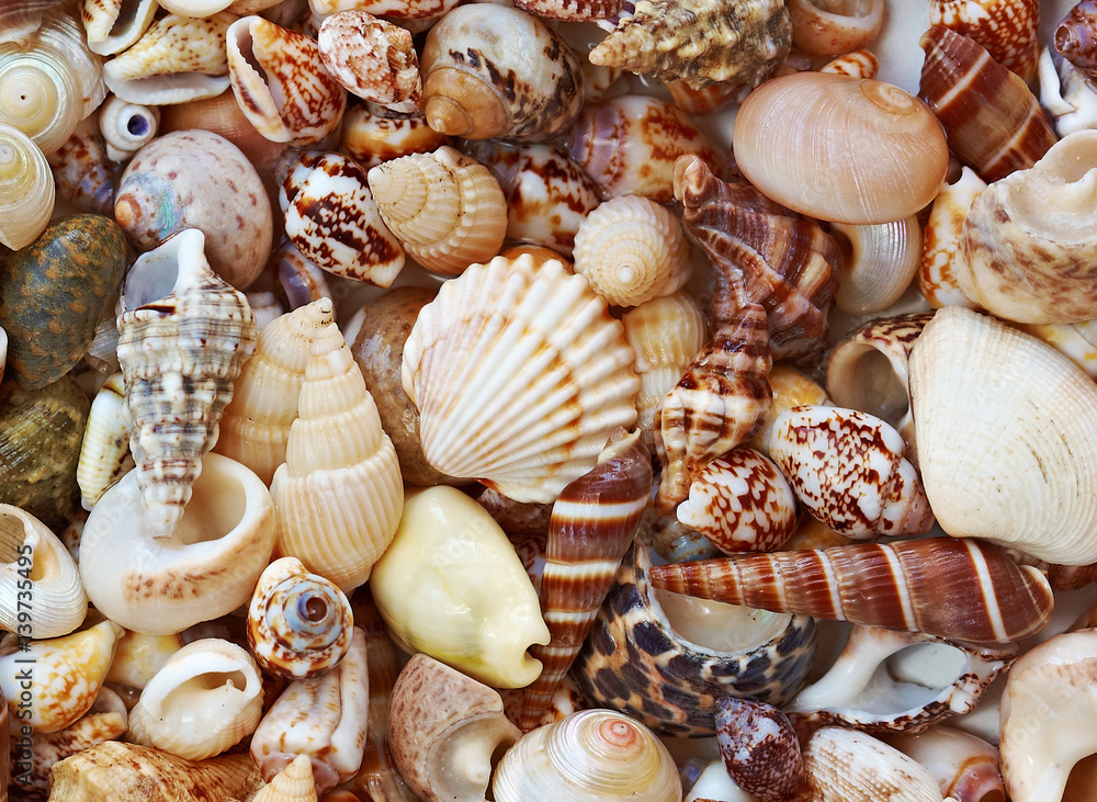 Pattern of cute beautiful colorful seashells on beach