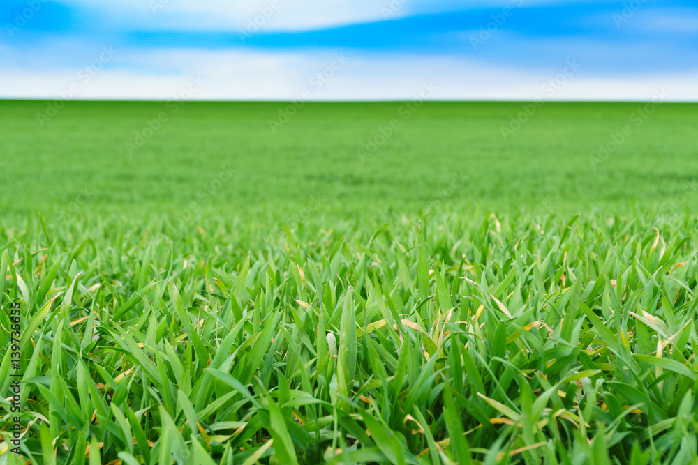Young green wheat field on a nice spring day Young green wheat field on a nice spring day