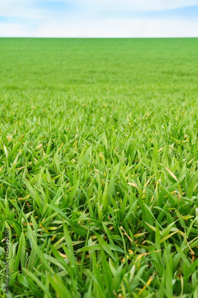 Young green wheat field on a nice spring day Young green wheat field on a nice spring day
