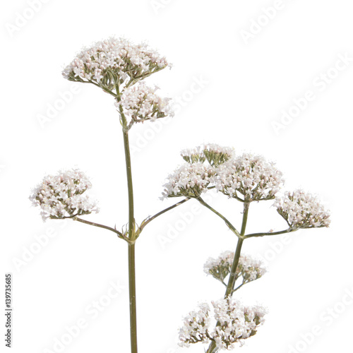 Valerian flower isolated on white background