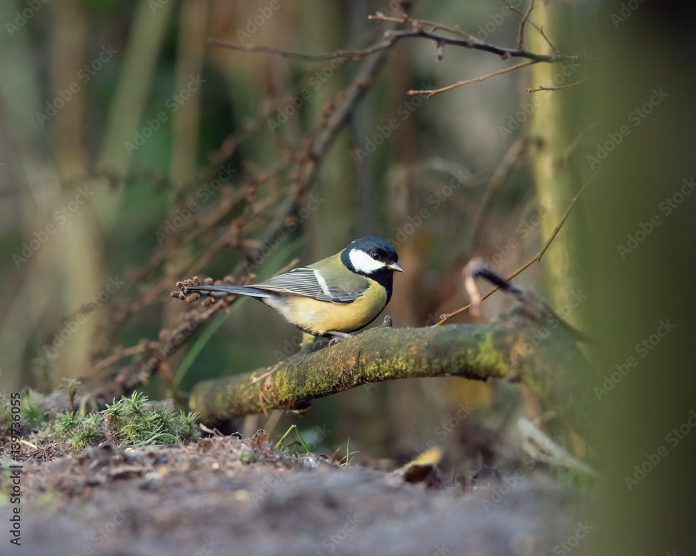 Fototapeta premium Great tit bird perched on branch in forest.