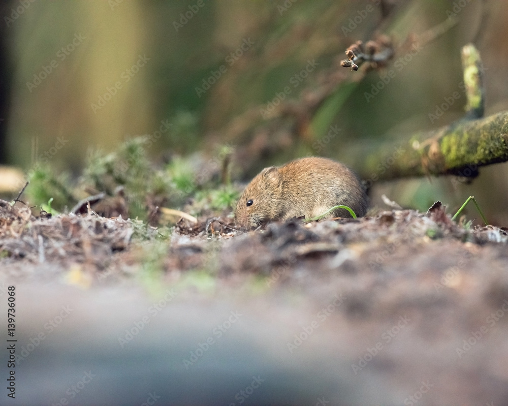 Fototapeta premium Bank vole (mouse) foraging on forest ground.
