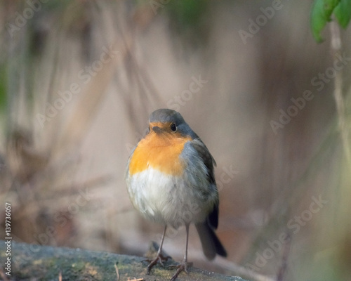 Robin bird perched on branch. © ysbrandcosijn