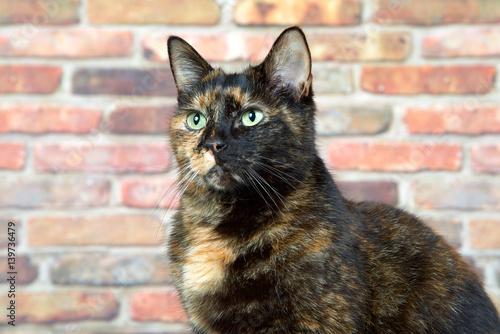 Canvas Print Portrait of a Tortoiseshell Tortie cat by brick wall looking to viewers left