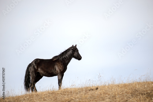 Caucasian Wild horses graze and frolic at the winter Caucasus mountain pasture against a blue sky © yanik88