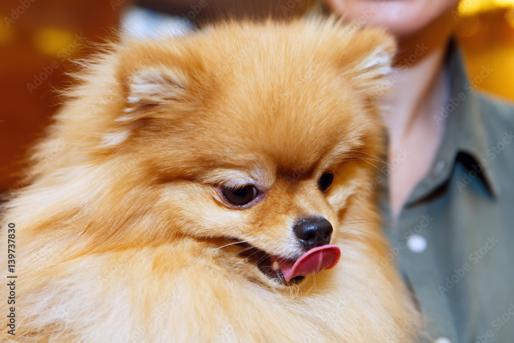 Miniature Pomeranian smiling close. Love of home decorative dogs.