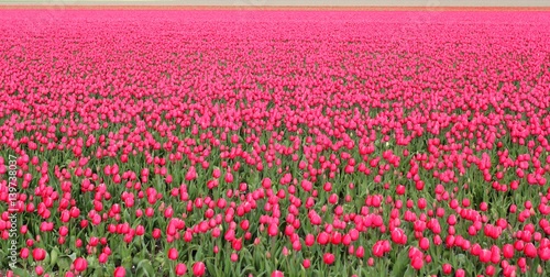 Fototapeta Naklejka Na Ścianę i Meble -  field of red tulips 