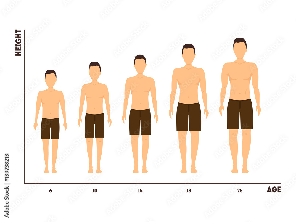 Height and Age Measurement of Growth from Boy to Man. Vector Stock