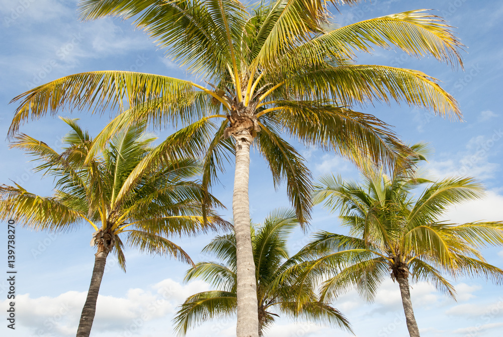 Caribbean Sunset Palms