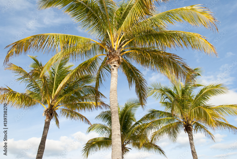 Caribbean Sunset Palms Caribbean Sunset Palms