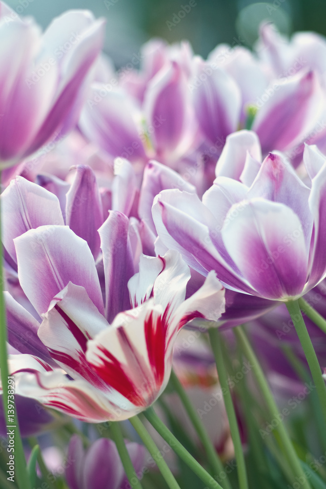 Purple tulips Purple tulips