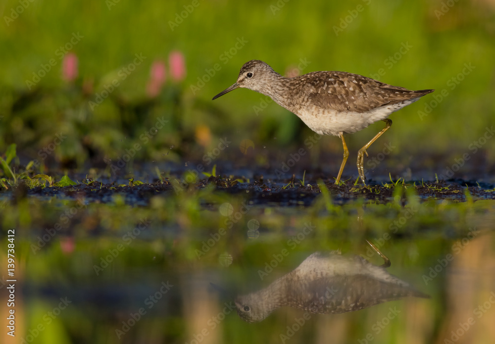 Wood Sandpiper - Tringa glareola - feeding at a wetland Wood Sandpiper - Tringa glareola - feeding at a wetland