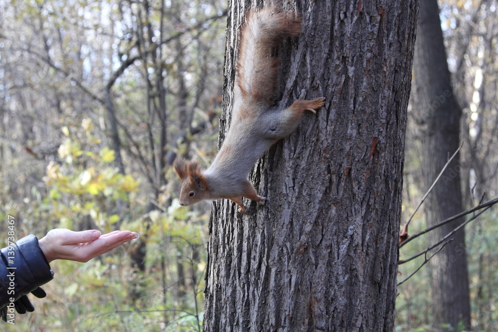 Squirrel in Moscow park Squirrel in Moscow park