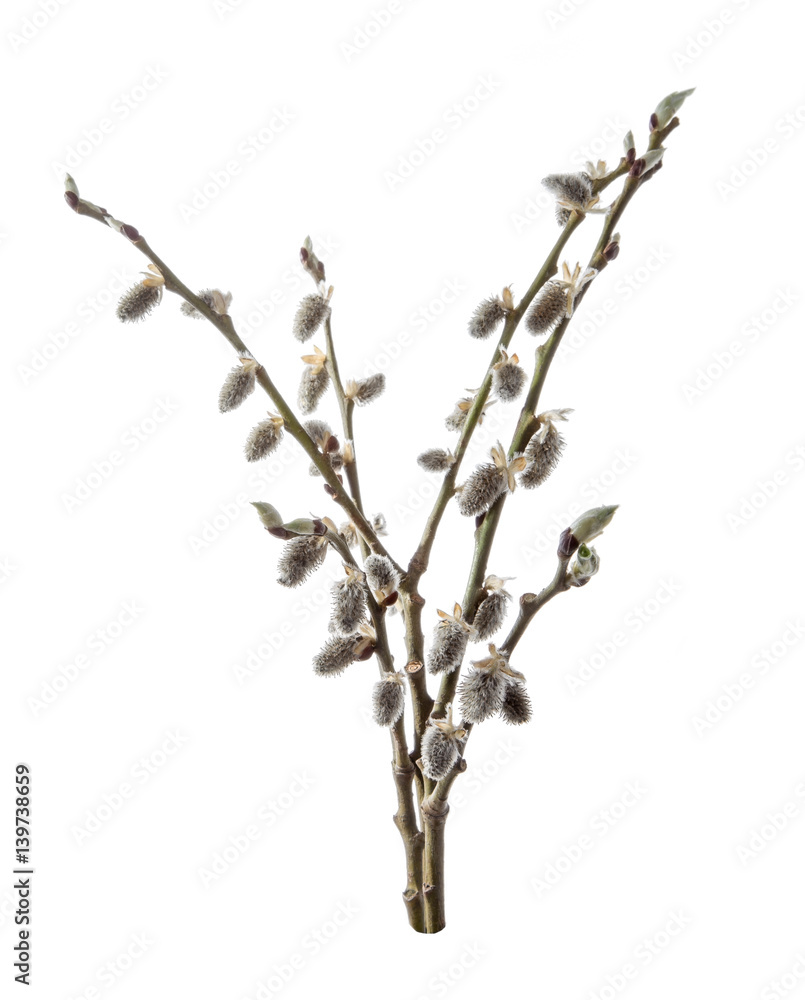 Several brunches of catkins isolated on a white background. Several brunches of catkins isolated on a white background.