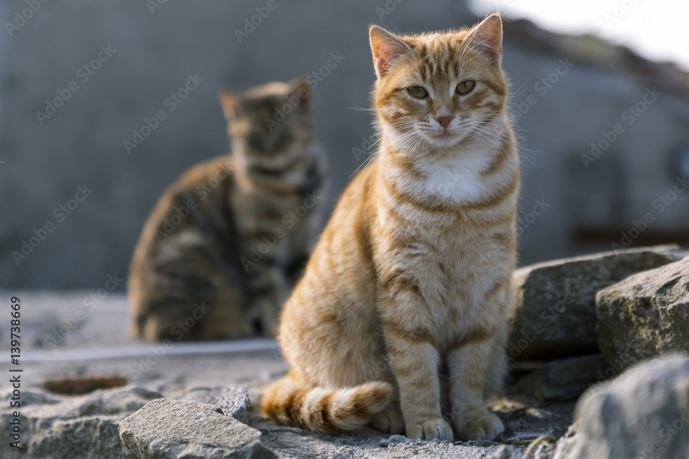 Two cute cats posing for me in the tiny village of Montalbano Elicona, in the western Sicily. Two cute cats posing for me in the tiny village of Montalbano Elicona, in the western Sicily.