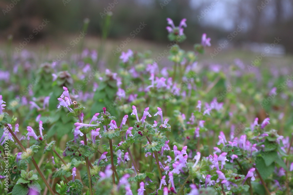 Clover Blossoms Clover Blossoms