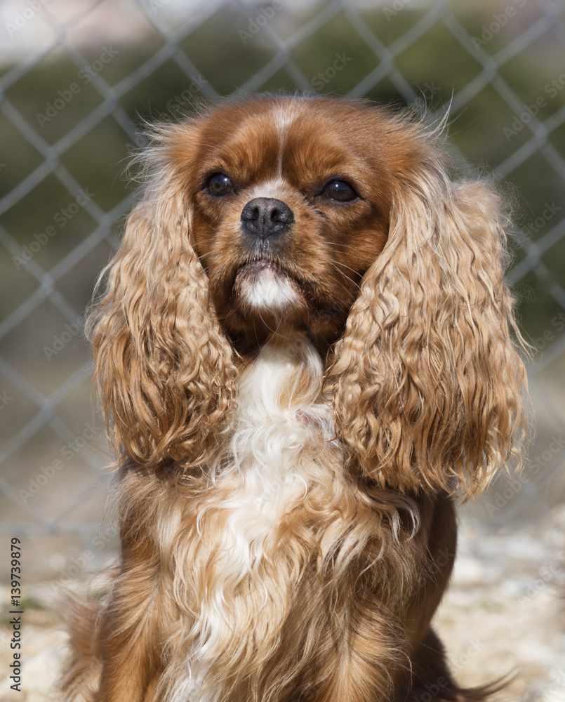 dog king cavalier spaniel dog king cavalier spaniel