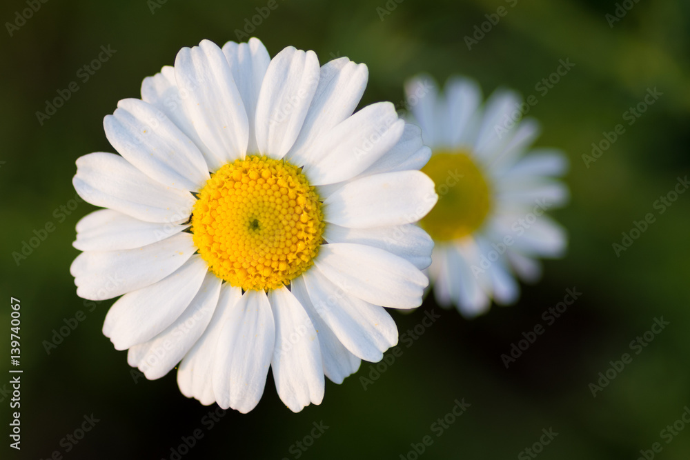 Obraz premium camomile flower
