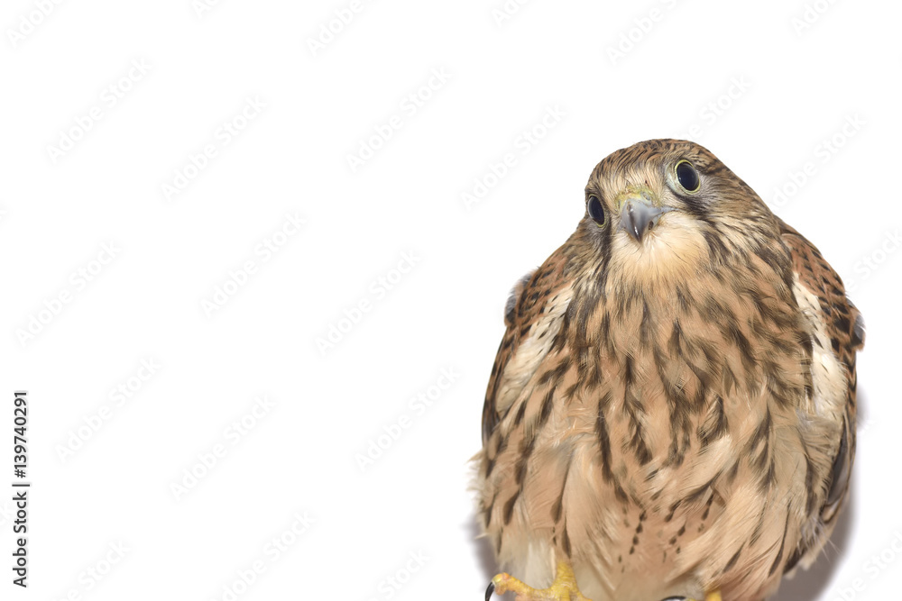 Kestrel ( Falco tinnunculus ) on hand. Isolated on white background Kestrel ( Falco tinnunculus ) on hand. Isolated on white background
