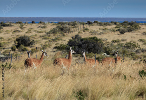 Photos Guanaco in peninsula Valdes