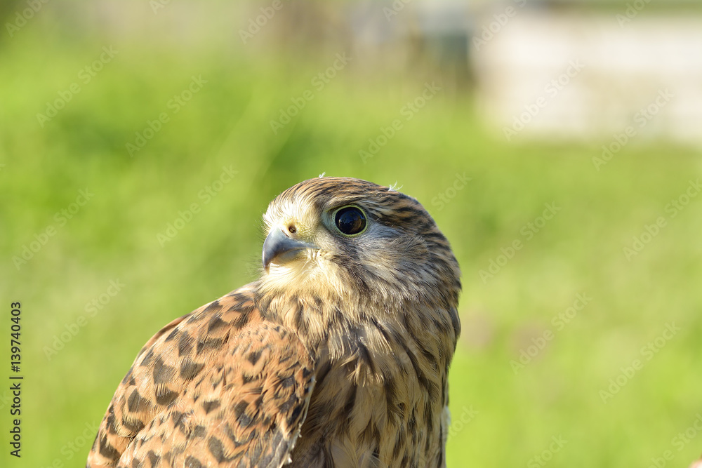Kestrel, Falco tinnunculus, single female on branch Kestrel, Falco tinnunculus, single female on branch