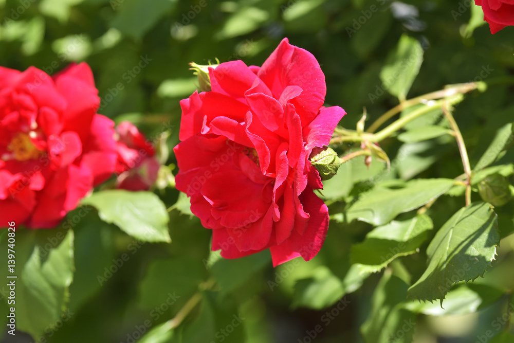 Fresh , red rose in the garden