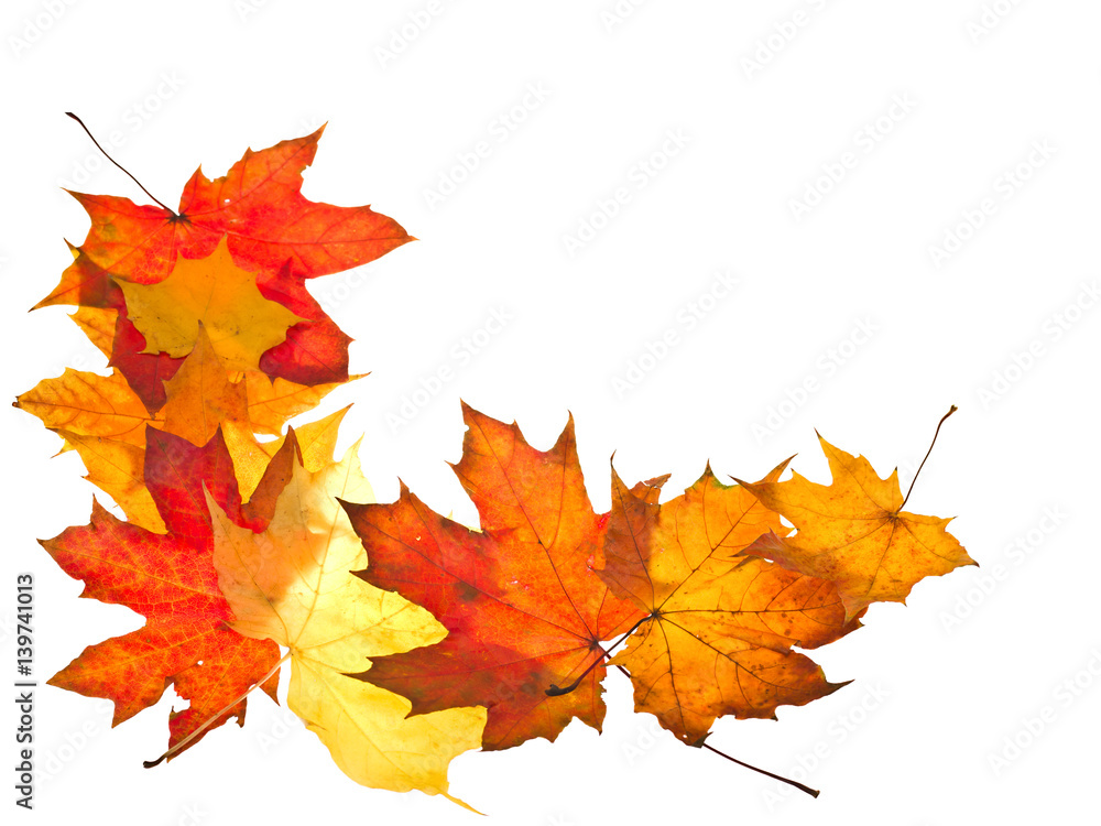 autumn leaves frame autumn leaves frame