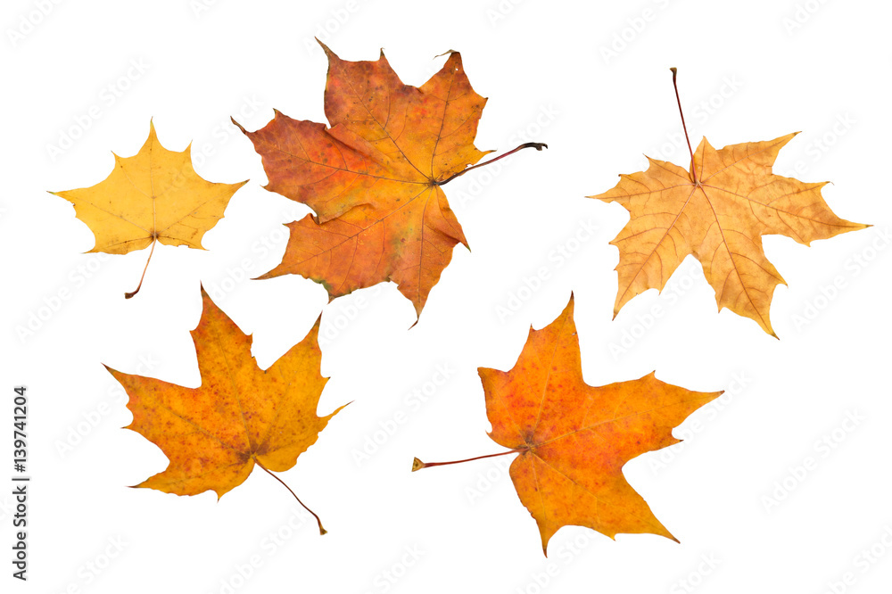 Autumn maple leaves Autumn maple leaves