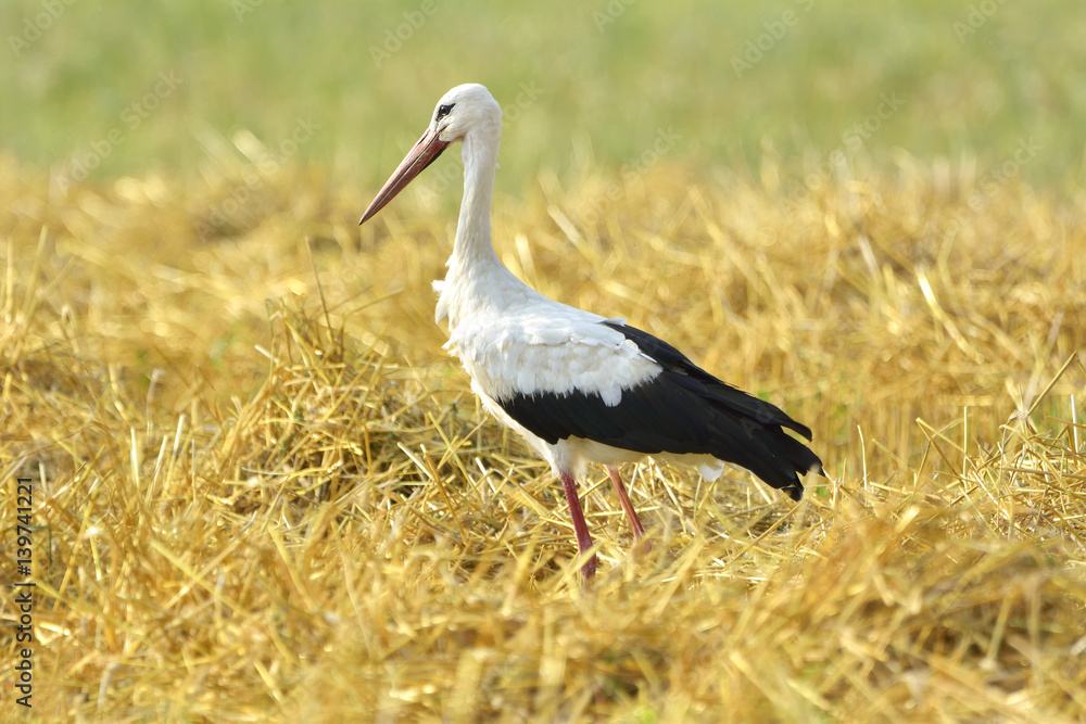 Birds - White Stork (Ciconia ciconia) Birds - White Stork (Ciconia ciconia)