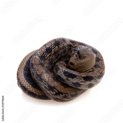 Beauty Rat Snake, Orthriophis taeniurus, on white photo