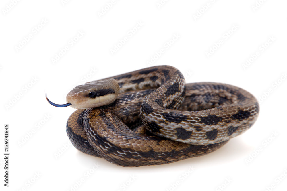 Obraz premium Beauty Rat Snake, Orthriophis taeniurus, on white
