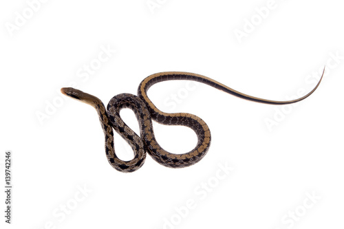 Beauty Rat Snake, Orthriophis taeniurus, on white