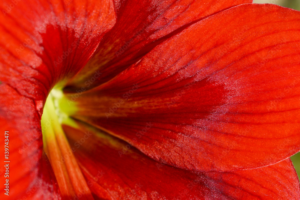 Red flower blooming Hippeastrum close-up of the middle Red flower blooming Hippeastrum close-up of the middle