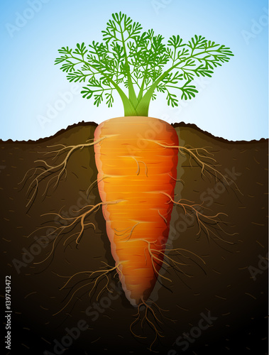 Growing of carrot tuber in ground. Raw carrot with leaves and roots underground. Qualitative vector illustration about agriculture, veggies, farming, gastronomy, cultivation, olericulture, etc