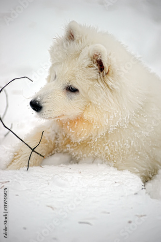 Samoyed puppy in winter photo