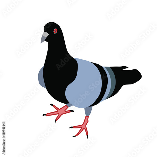 bird pigeon vector illustration isolated on white background