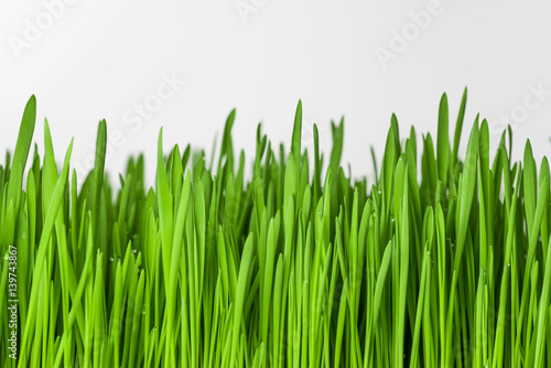 Zielona trawa na białym tle.
