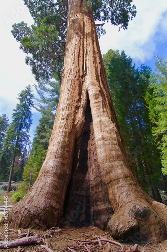 Seqouia National Park